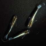 【現物】【親グレード】エメキン（マリアージュキッシングワイドフィン エメラルドフィンタイプ） 若魚　3匹　オス2メス1　1293
