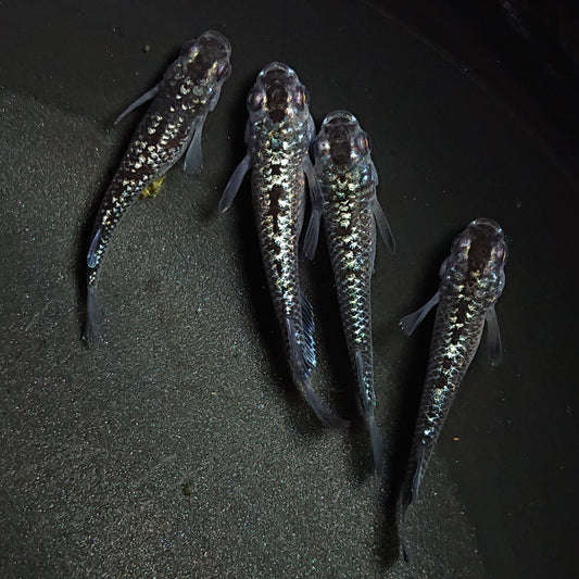 【現物】【上物】ブラックダイヤ上見強ラメ　天真めだか様純血統 F3　4匹　オス3メス1　1299