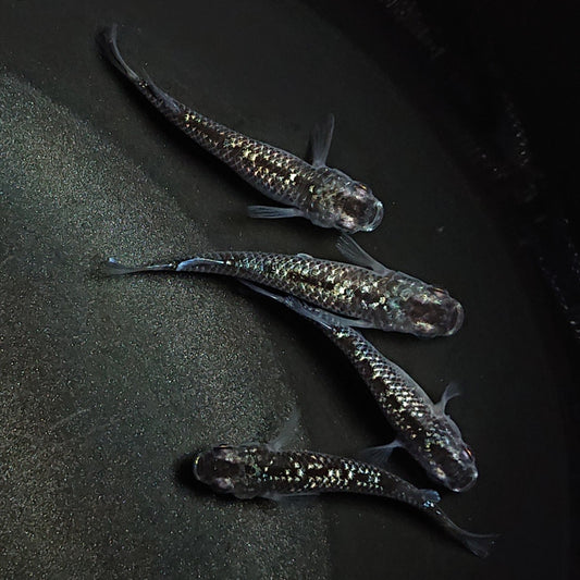 【現物】【上物】ブラックダイヤ上見強ラメ　西郷めだか様純血統 F4　2ペア　1307