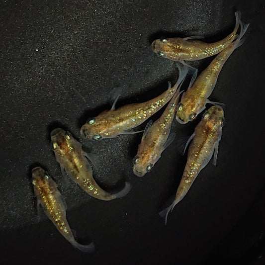 【現物】黄金三色ラメだるま　7匹　オス2メス5　1314