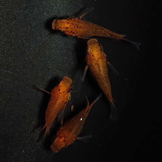 【現物】紅薊だるま　4匹　オス3メス1　1315