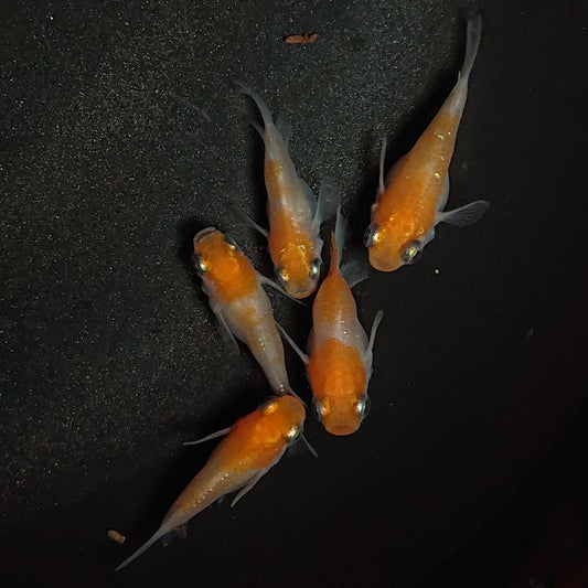 【現物】紅白だるま　5匹　オス4メス1　1309