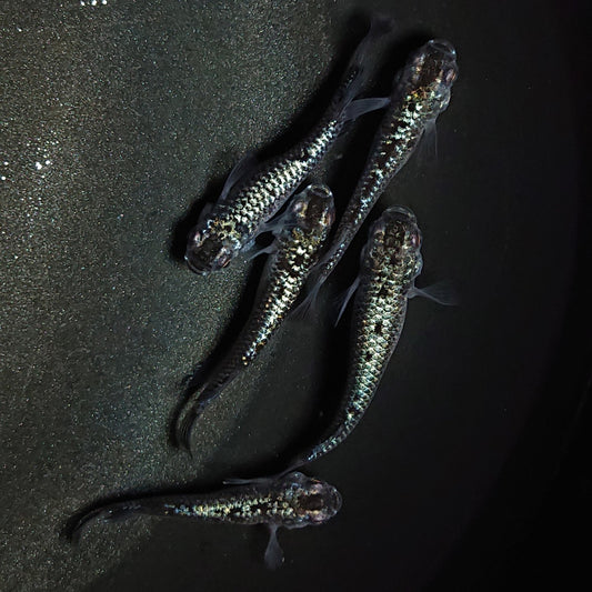 【現物】【上物】ブラックダイヤ上見強ラメ　天真めだか様純血統 F3　5匹　オス4メス1　1328