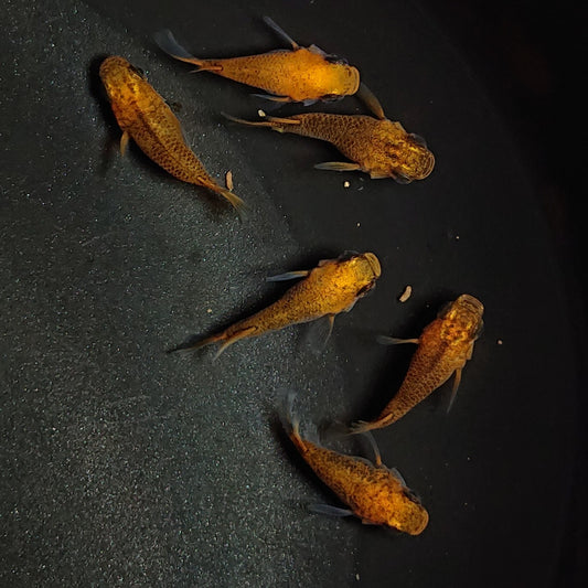 【現物】紅薊だるま　6匹　オス4メス2　1340