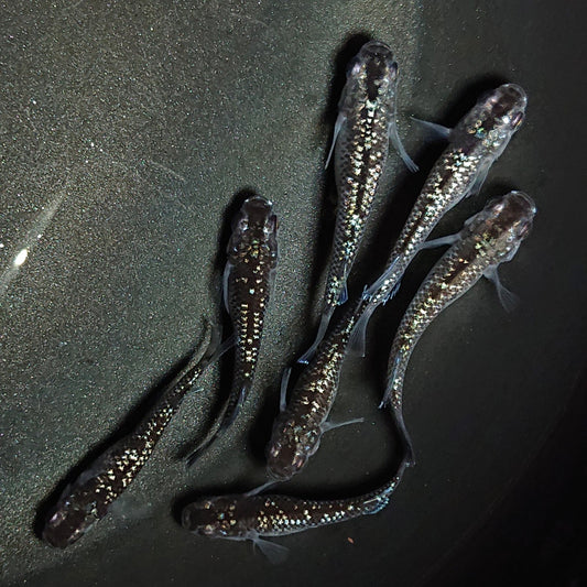 【現物】【上物】ブラックダイヤ上見強ラメ　西郷めだか様純血統 F4　7匹　オス3メス4　1343
