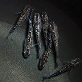 【現物】【上物】ブラックダイヤ上見強ラメ　西郷めだか様純血統 F4　7匹　オス3メス4　1343