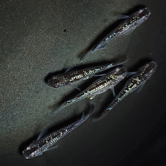 【現物】【上物】ブラックダイヤ上見強ラメ　西郷めだか様純血統 F4　5匹　オス2メス3　1349