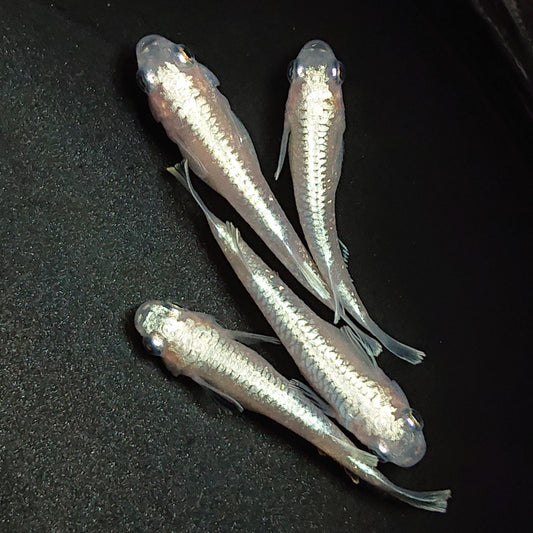 【現物】【NEW】白鱗光　4匹　オス1メス3　1355