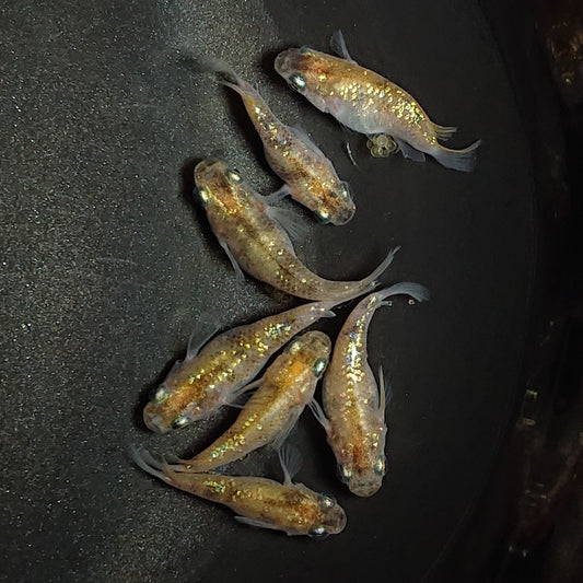 【現物】黄金三色ラメだるま　7匹　オス2メス5　1363