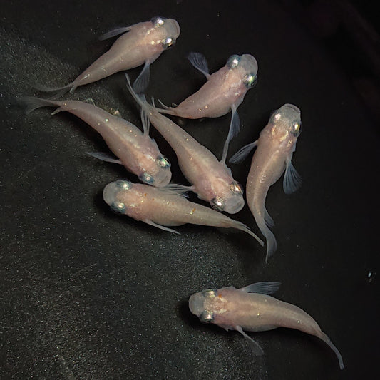 【現物】【NEW】シルクホワイトだるま　7匹　オス2メス5　1360