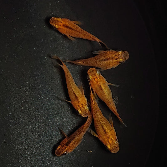 【現物】紅薊だるま　3ペア　※ヒカリ体型個体1ペア入り　1365