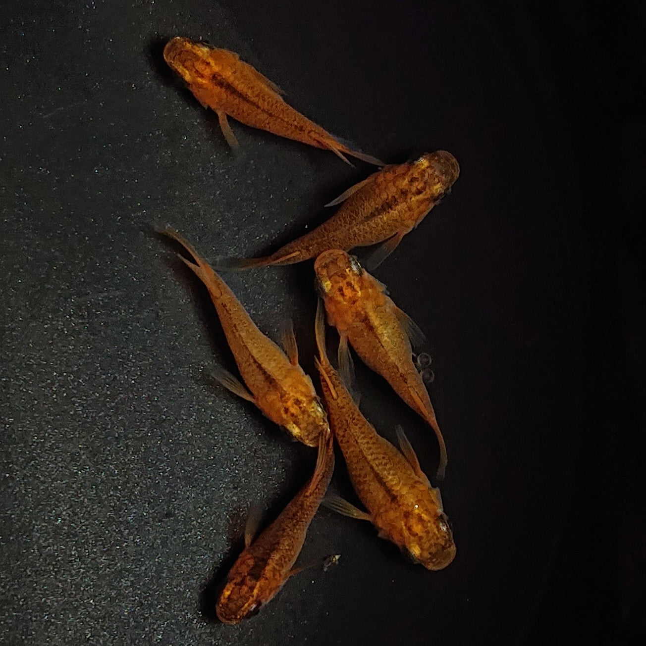 【現物】紅薊だるま　3ペア　※ヒカリ体型個体1ペア入り　1365