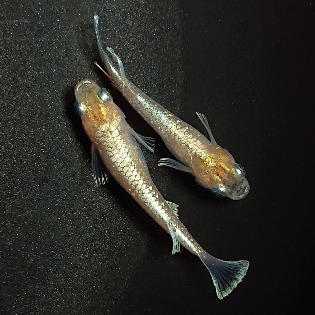 マグザム フルカスタム 低走行車 早い者勝ちです。ウーファーカスタム多数