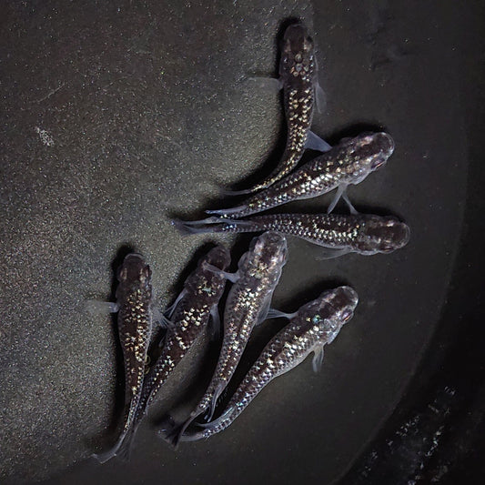 【現物】【上物】ブラックダイヤ上見強ラメ　西郷めだか様純血統 F4　7匹　オス4メス3　1357