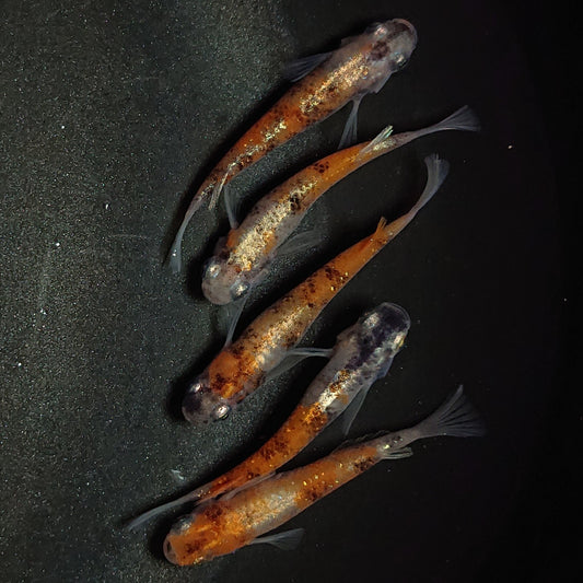 【現物】【NEW】【上物】菊銀紅玉　5匹　オス1メス4　1396