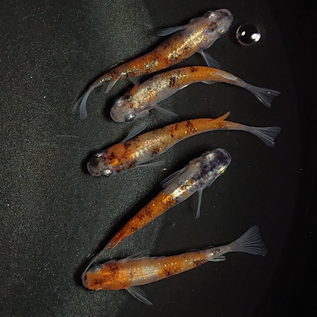 サバンナ】極上種親候補 春菊 オス1匹 メス2匹 メダカ - 魚類、水生生物