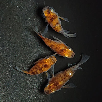 【現物】三色本だるま　4匹　オス3メス1　1409