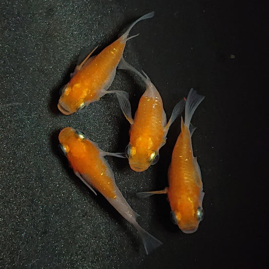 【現物】紅白本だるま　4匹　オス1メス3　1410