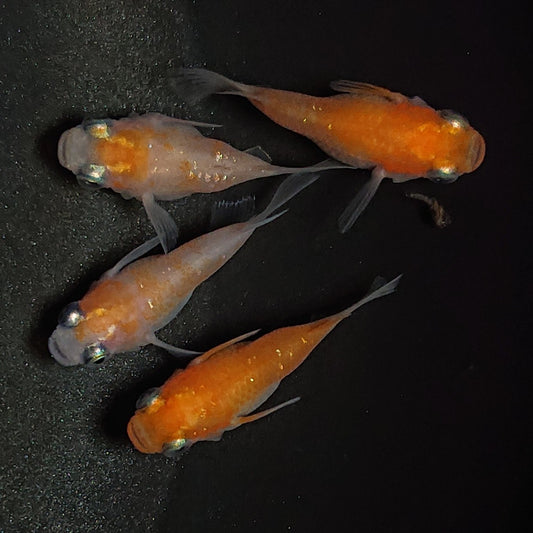 【現物】紅白本だるま　4匹　オス1メス3　1419