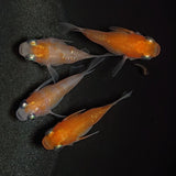 【現物】紅白本だるま　4匹　オス1メス3　1419