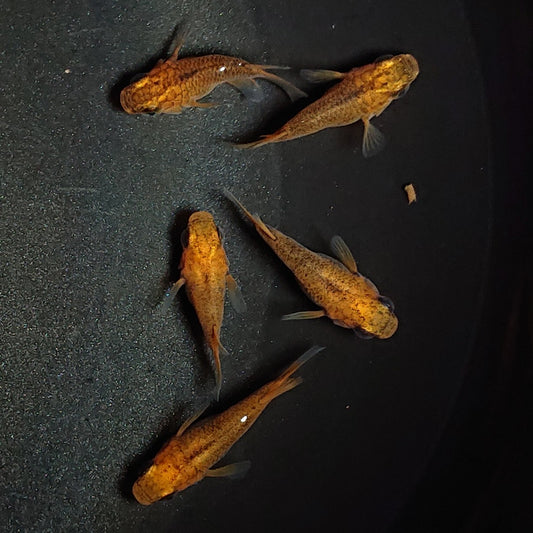 【現物】紅薊だるま　5匹　オス3メス2　1449
