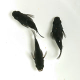 【現物】【親グレード】オロチ本だるま　3匹　オス1メス2　1445