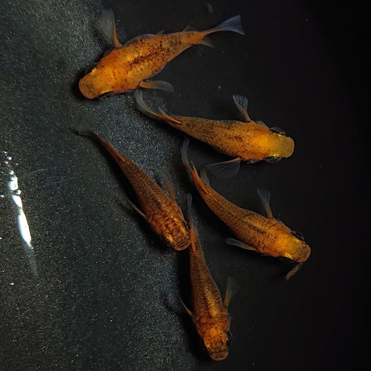 【現物】紅薊だるま　5匹　オス3メス2　1488