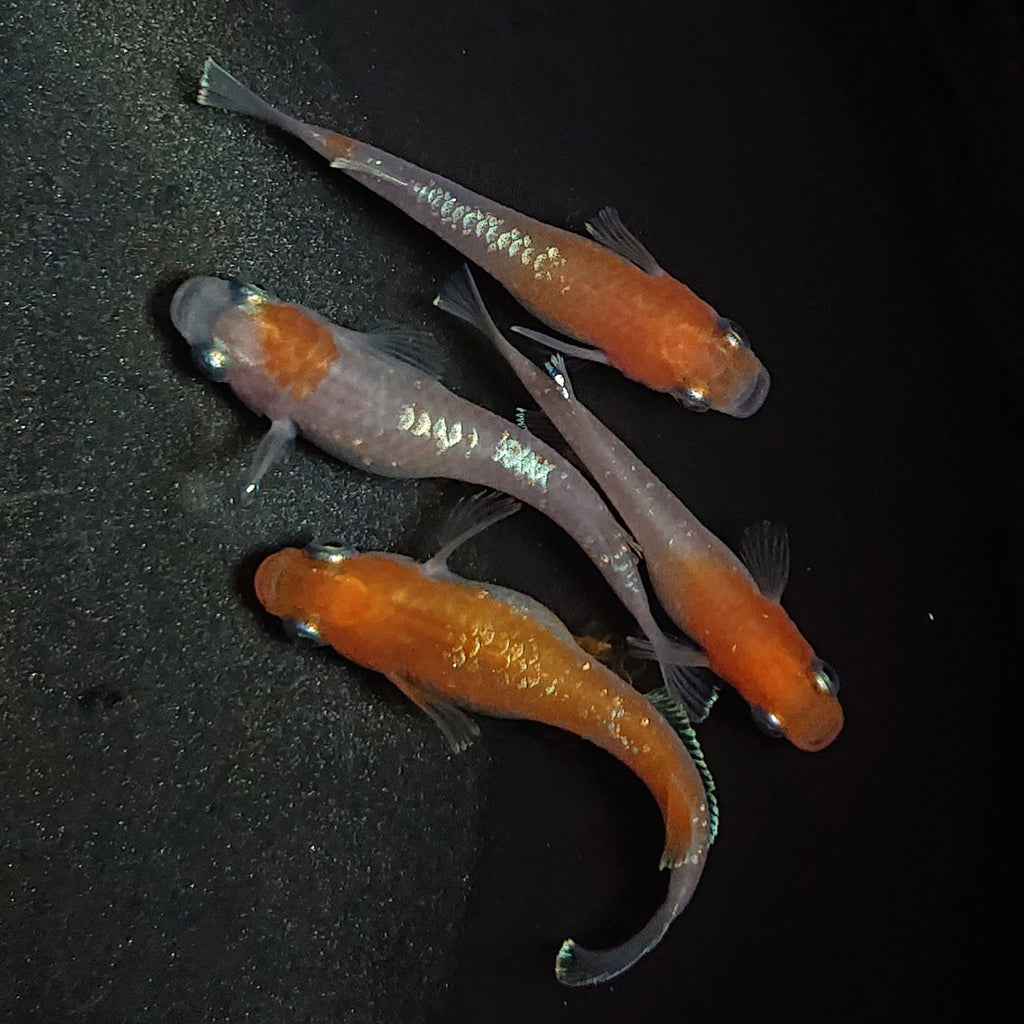 メダカ アマテラス 天照 三色系統 上物 産卵 オス1 メス2 めだか - 魚類、水生生物