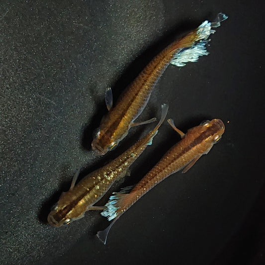 【現物】【上物】レッドクリフダークタイプ　3匹　オス2メス1　1519