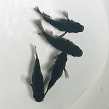 【現物】【上物】オロチ本だるま　4匹　オス1メス3　1568