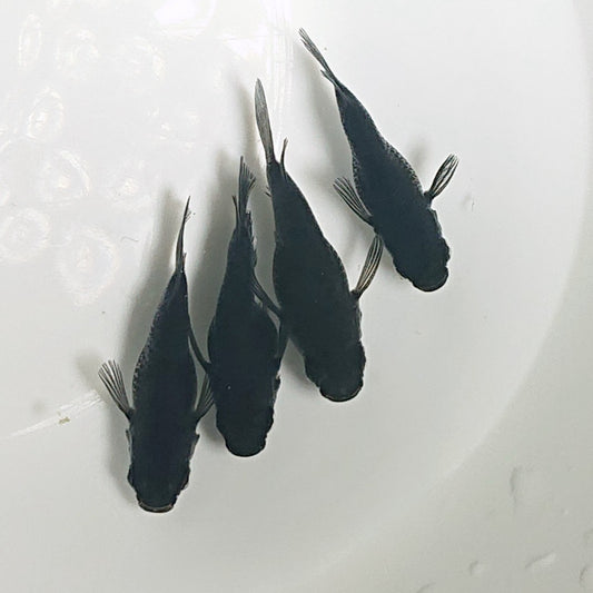 【現物】【上物】オロチ本だるま　4匹　オス1メス3　1568