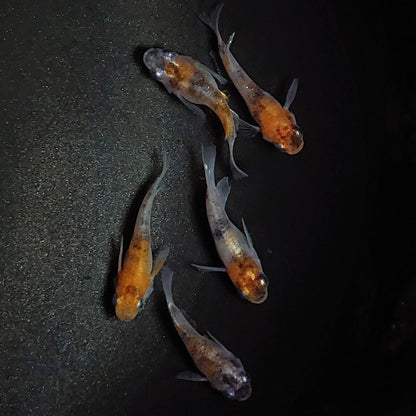 【現物】三色半だるま　5匹　オス3メス2　1578