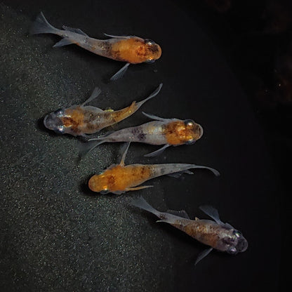 【現物】三色半だるま　5匹　オス3メス2　1578
