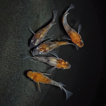 【現物】三色半だるま　5匹　オス3メス2　1578