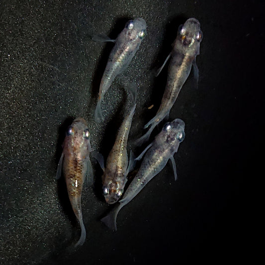 【現物】白黒だるま　5匹　オス2メス3　1587