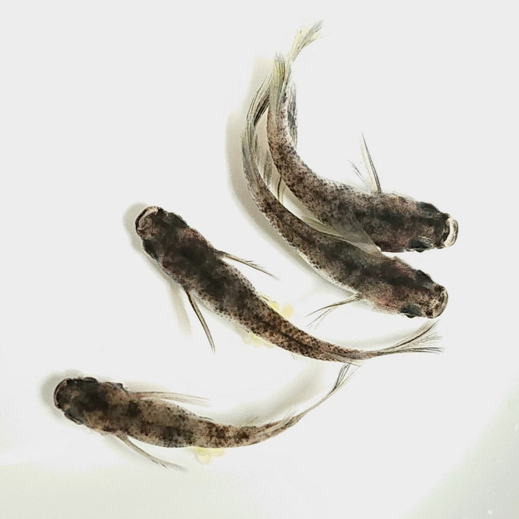 メダカ 和墨1ペア 種親候補 純系統 現物 - 魚類、水生生物