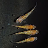 【現物】【上物】王華　4匹　オス1メス3　1613