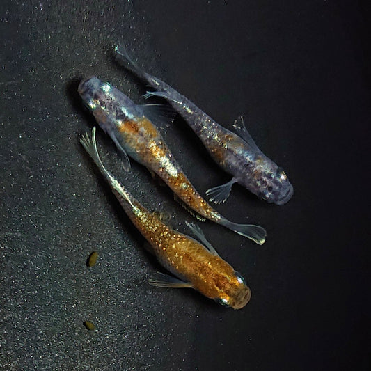 【現物】【NEW】【上物】アルテミス×ルアンモルフォ亜種 F3 多色系　3匹　オス1メス2　1638