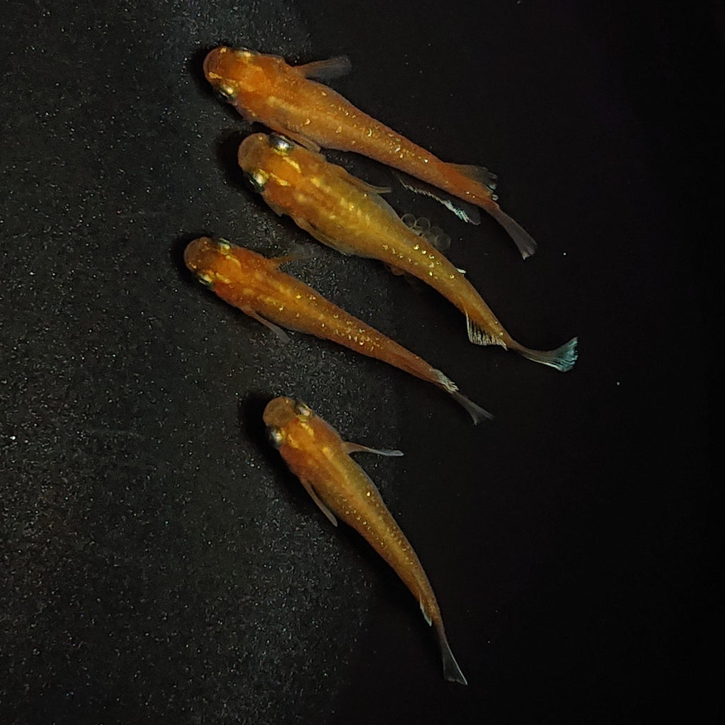 自家産ディスカス モルフォ系 4匹 現物 - 魚類、水生生物