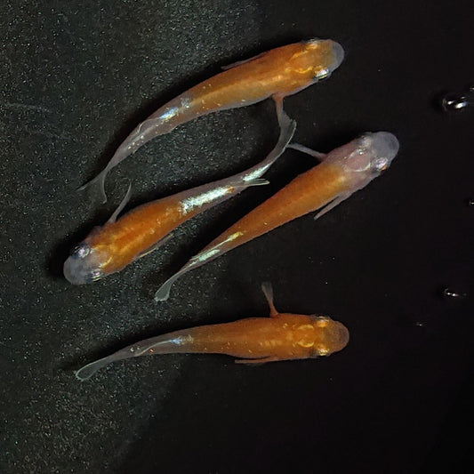 【現物】【NEW】豆紅エボリューション　4匹　オス1メス3　1677