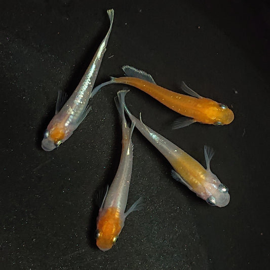 【現物】【NEW】アマテラスエボリューション若魚　2ペア　1675
