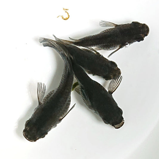 【現物】【上物】オロチ本だるま　4匹　オス1メス3　1692