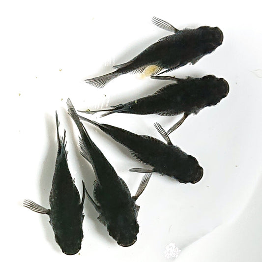 【現物】【上物】オロチ本だるま　5匹　オス3メス2　1718