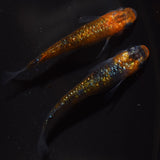 【現物】【現物イベント特価】ユリシス稚魚　10匹+おまけ2匹　1024