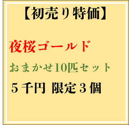 【現物】【初売り特価】夜桜ゴールドおまかせ10匹セット　0317