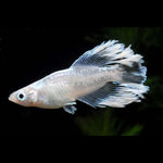 【現物】【初物】モルフォ×垂水ロングフィンF6　若魚 　2ペア　0502