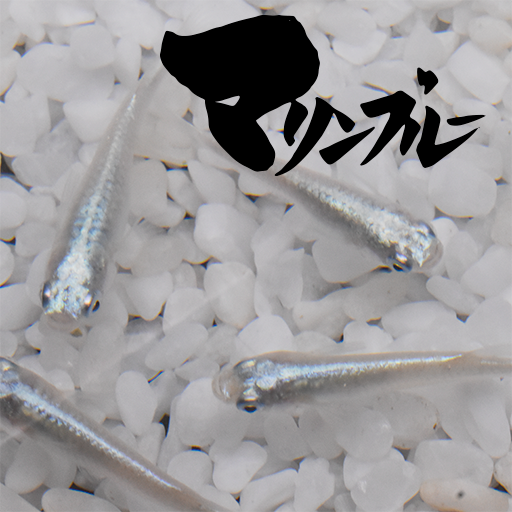 マリンブルー(まりんぶるー) 指宿(いぶすき)メダカ 稚魚10匹