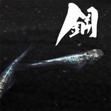 鋼(はがね) 指宿(いぶすき)メダカ ペア