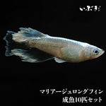 マリアージュロングフィン(まりあーじゅろんぐふぃん) 指宿(いぶすき)メダカ 成魚10匹
