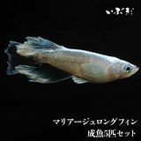 マリアージュロングフィン(まりあーじゅろんぐふぃん) 指宿(いぶすき)メダカ 成魚5匹
